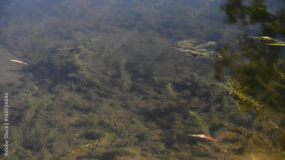 Vegetation floats on shallow river, close up Vegetation floats on shallow river, close up