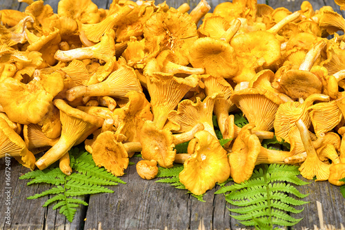 raw chanterelle mushroom on a wooden table with fern leaves
