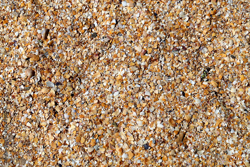 Photo shell texture on the beach Photo shell texture on the beach