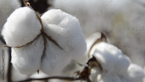 Close up, cotton blooms from plant stalk