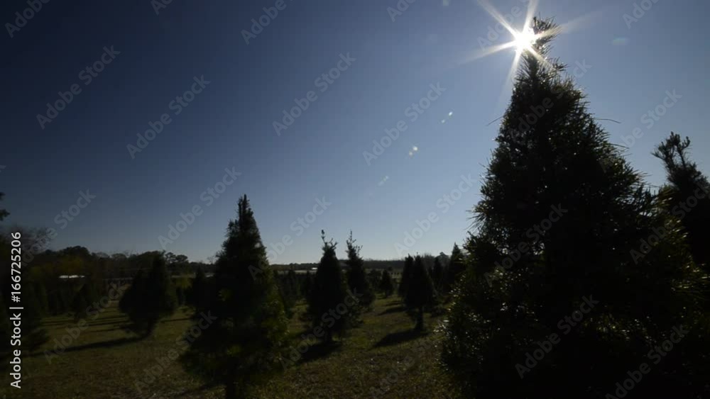 Low angle, sun shines over evergreen tree farm Low angle, sun shines over evergreen tree farm