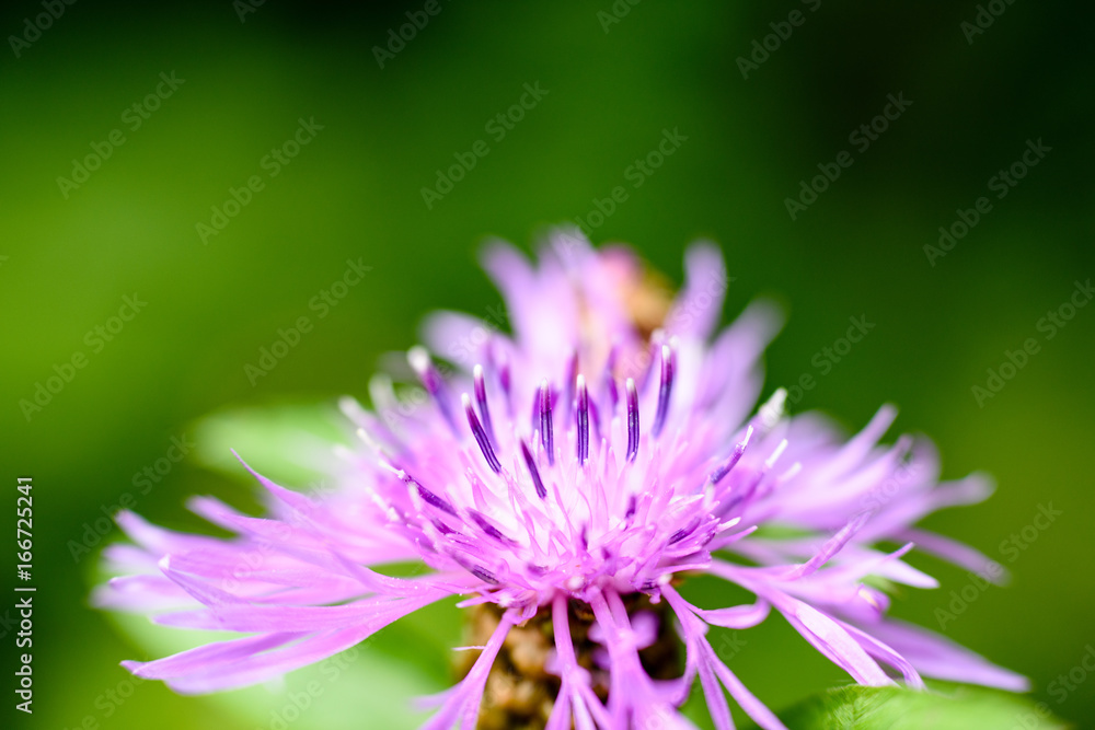 purple spring flowers on green background purple spring flowers on green background