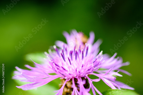 purple spring flowers on green background