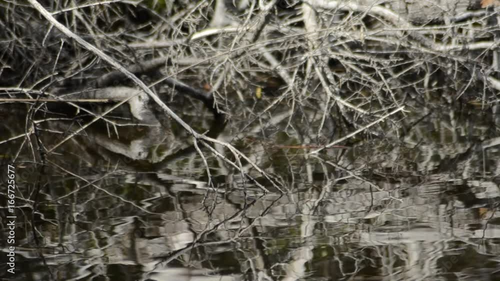 Dead branches hang over water surface, close up Dead branches hang over water surface, close up