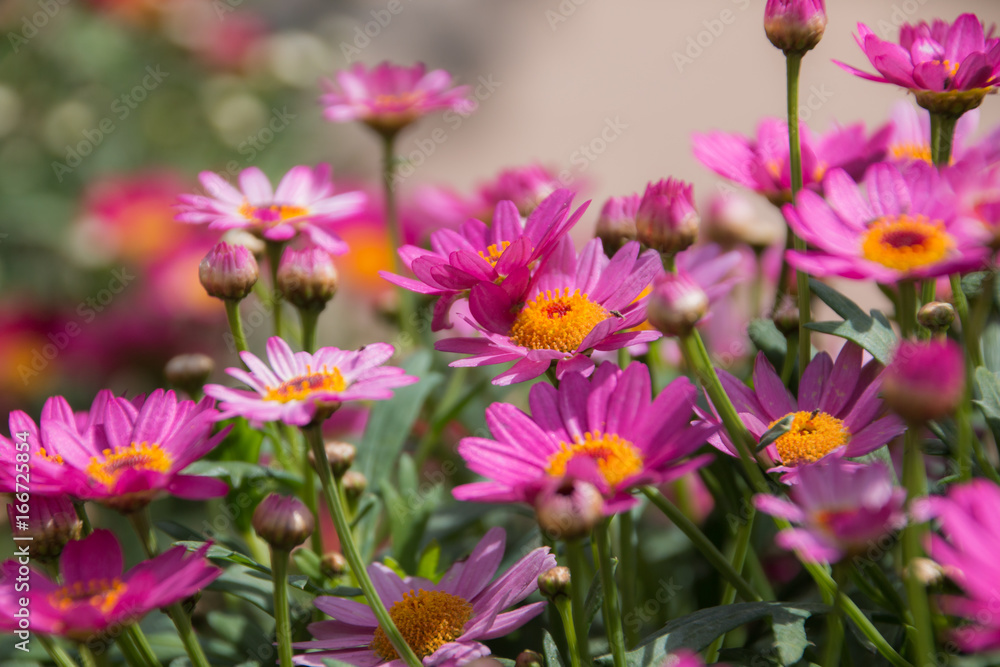 Pink daisies growing on bush closeup of many flowers. Pink daisies growing on bush closeup of many flowers.