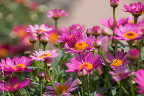Pink daisies growing on bush closeup of many flowers. © MWolf Images