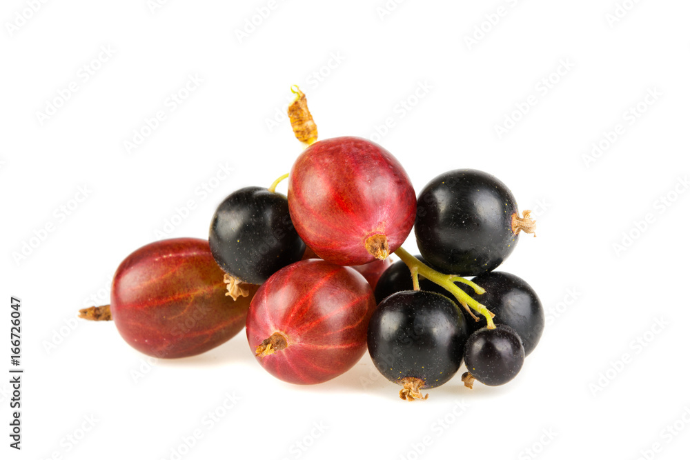 A branch of black currant and pink gooseberries on a white background A branch of black currant and pink gooseberries on a white background