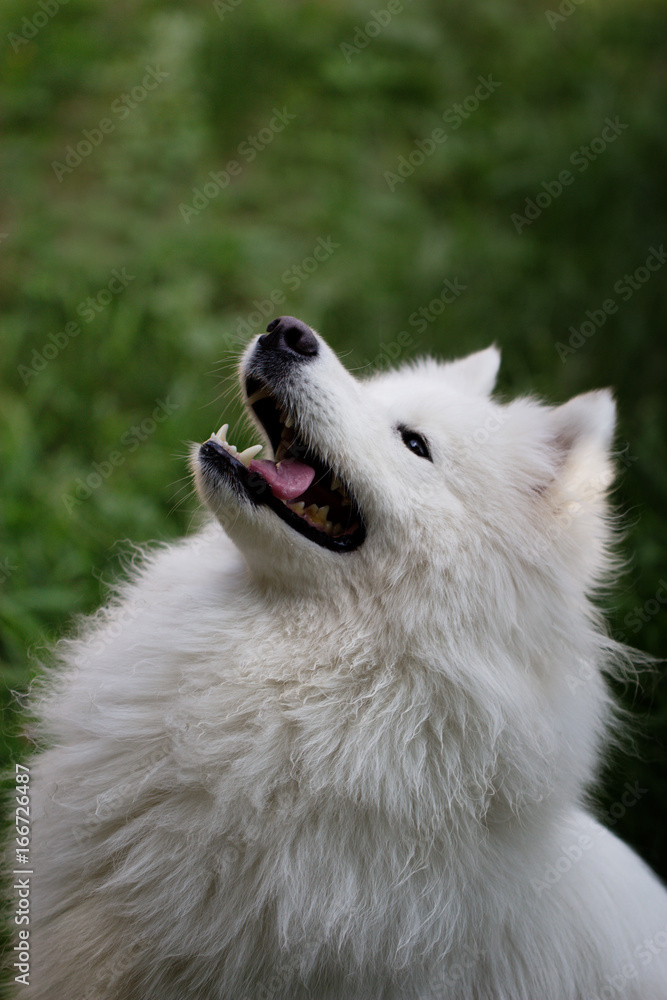 Samoyed dog on green grass Samoyed dog on green grass