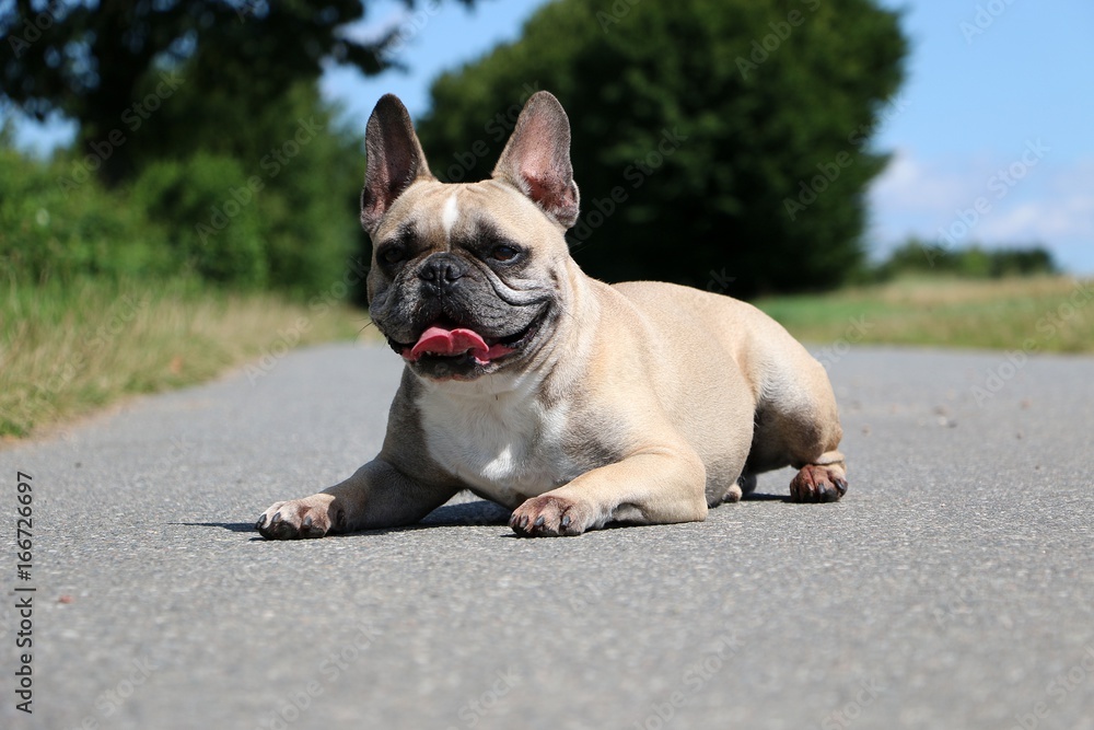 französische bulldogge liegt auf einem asphaltiertem weg