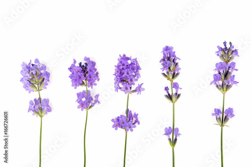 Small blue flower on a white background
