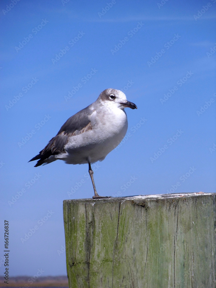 Obraz premium Seagull