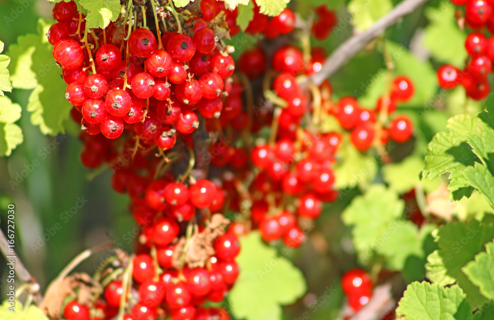 Red currant berries in the garden Red currant berries in the garden