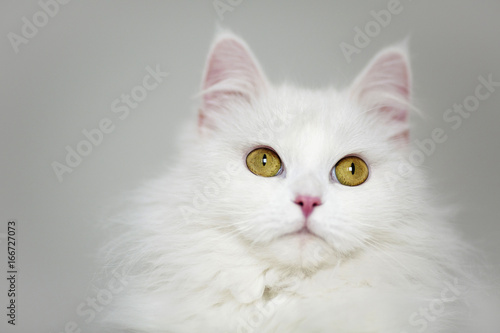Little beautiful persian cat indoors photo