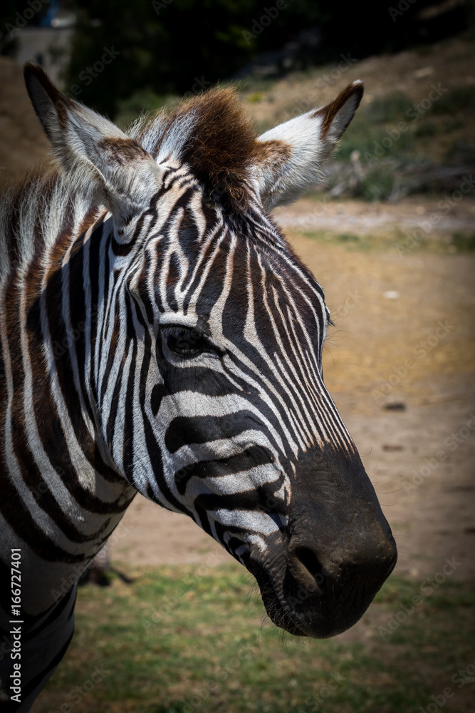 Fototapeta premium Zebre