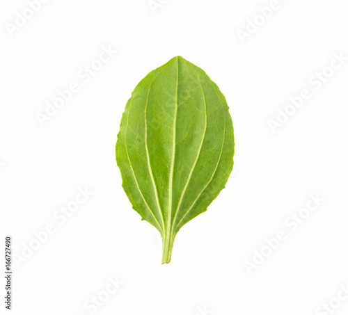 A plantain leaf on a white background