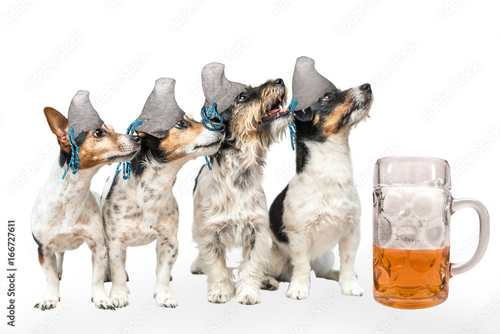 Four bavarian dogs with beer - jack russell terrier Four bavarian dogs with beer - jack russell terrier