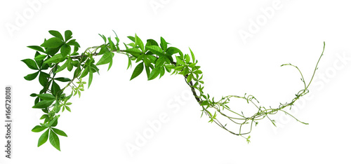 Photo Wild morning glory leaves jungle vines isolated on white background, clipping pa