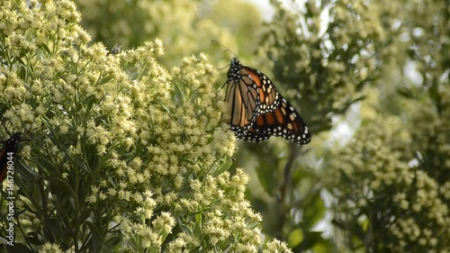 Close up, Monarch butterflies in tropical tree