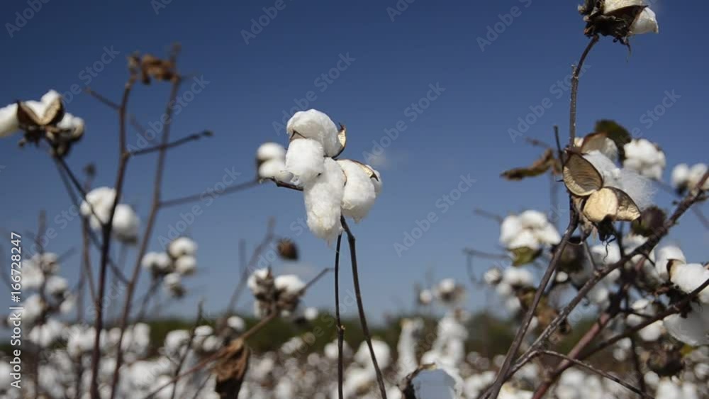 Cotton plant stalks blow in breeze, close up Cotton plant stalks blow in breeze, close up
