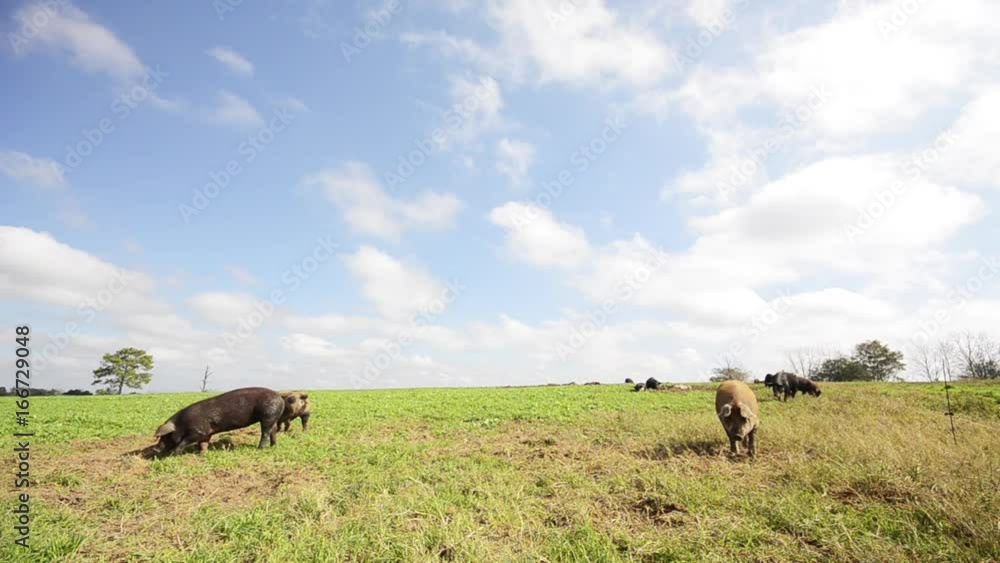 Pigs walk in open field, scenic Pigs walk in open field, scenic