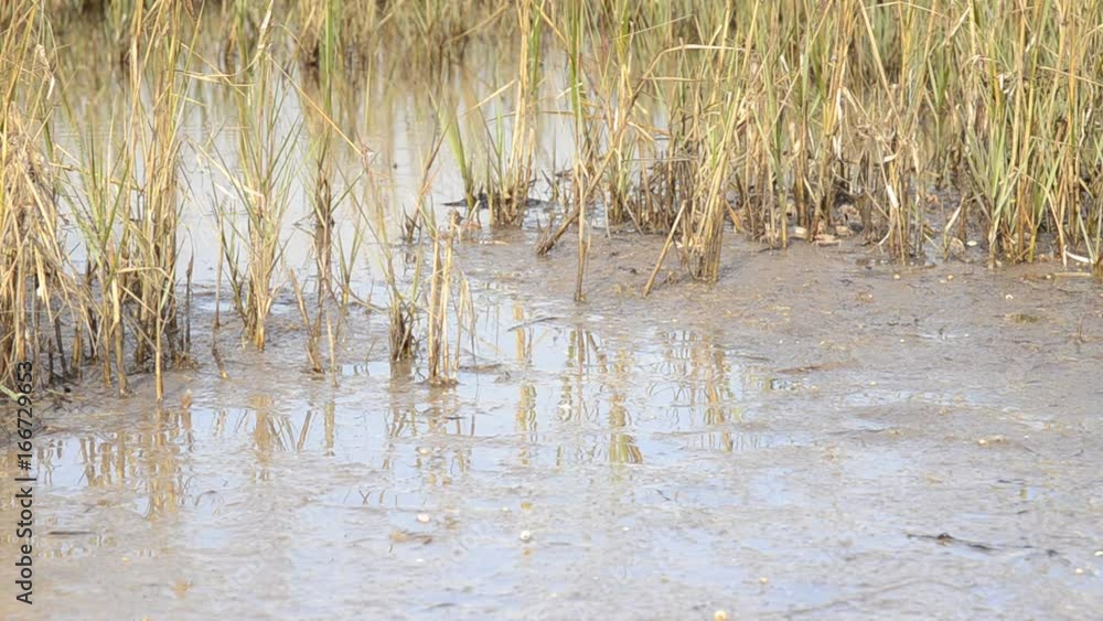 Marsh crabs scatter on muddy landscape Marsh crabs scatter on muddy landscape