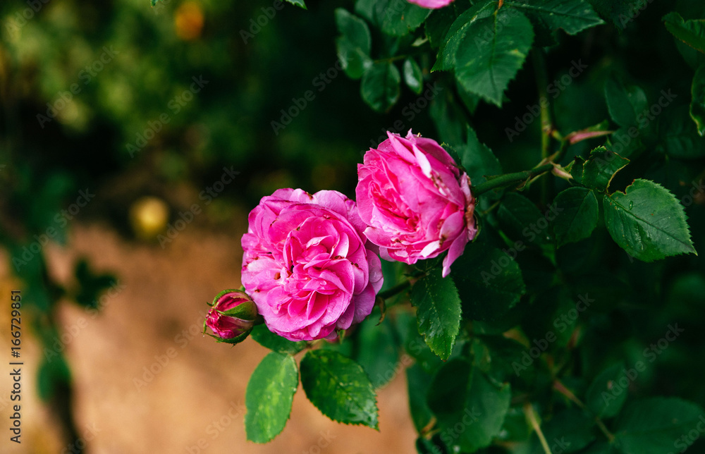 Pink bushes of roses at the garden Pink bushes of roses at the garden