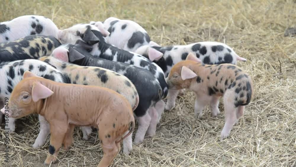 Piglets gather in field, close up Piglets gather in field, close up