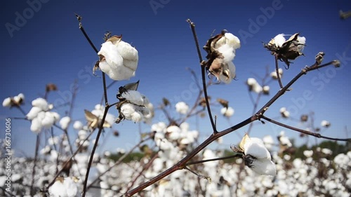 Low angle, cotton plant underneath telephone pole