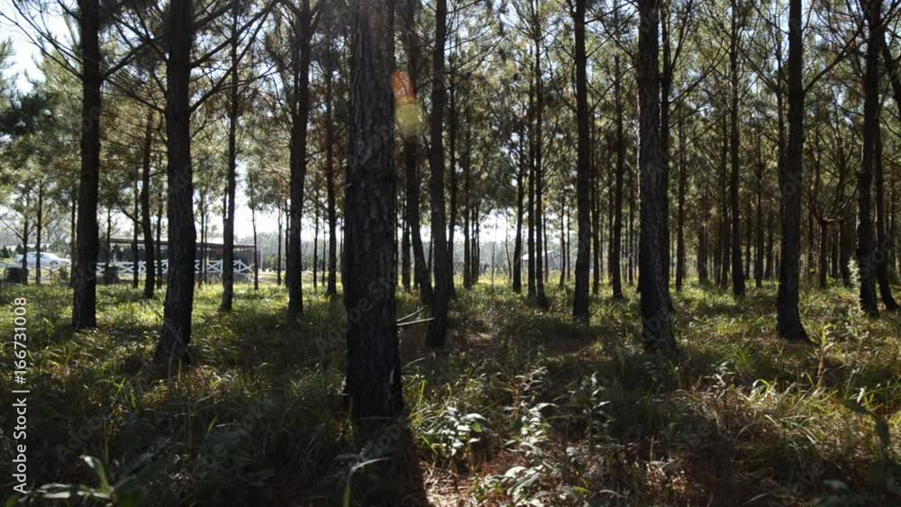 Empty forest in rural countryside Empty forest in rural countryside