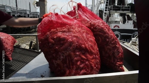 Fishermen drag bags of fresh shrimp off boat