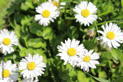 Gänseblümchen im Gras