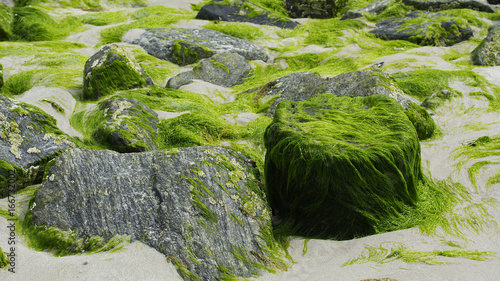 Mit Seetang bedeckte Steine am Srand der Nordseeinsel Sylt