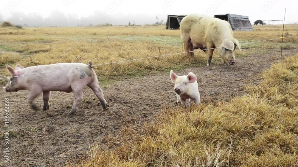 Pigs in rural fields with piglets Pigs in rural fields with piglets