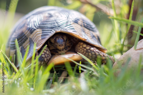 Leopard tortoise in the grass with it's head pulled in front view.