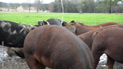 Water falls on group of pigs in field