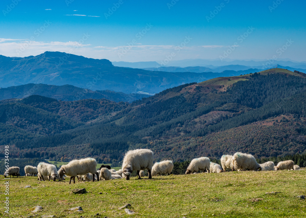 Sheeps pasturing in the mountains