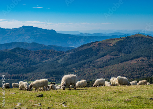 Sheeps pasturing in the mountains