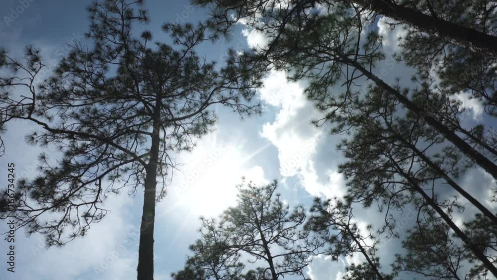 Low angle, trees tower over forest floor Low angle, trees tower over forest floor