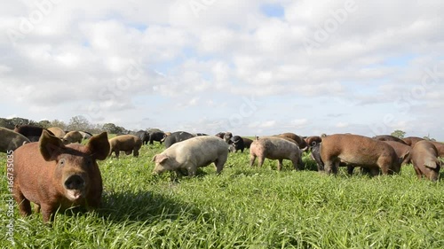Group of pigs graze in lush field