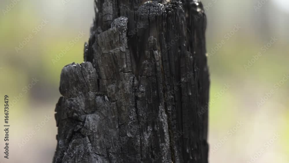 Close up, broken piece of bark from tree Close up, broken piece of bark from tree