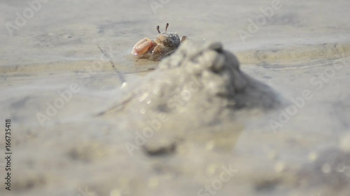 Tiny crabs on sand, extreme close up