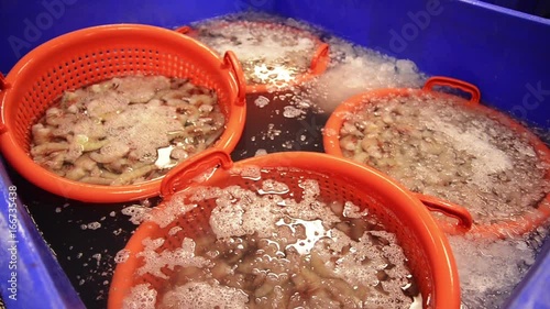 Tilt down, fresh shrimp sit in strainers