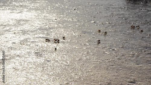 Mud crabs scamper across wet sand