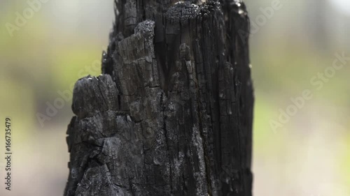 Close up, broken piece of bark from tree
