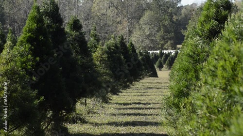 Long row of evergreen trees in rural countryside