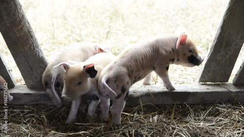 Piglets walk out of shed, close up