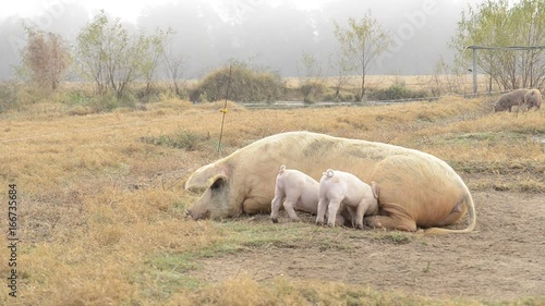 Piglets nurse with mother in field