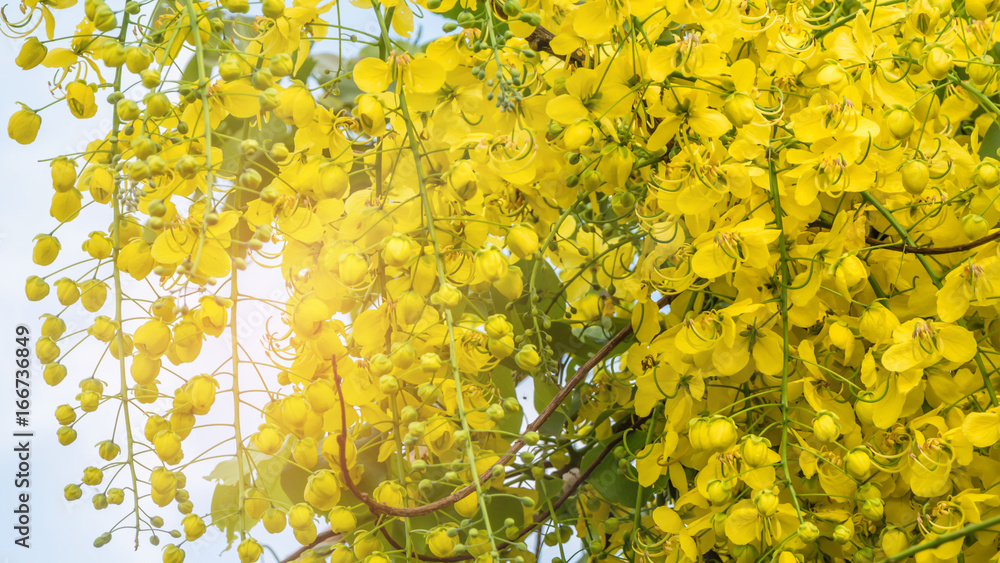 Obraz premium Golden Shower Tree
