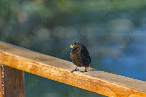 Black Small Bird at Railing, Galapagos, Ecuador
