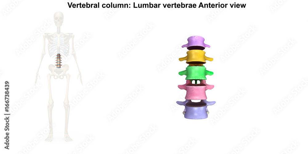 Skeleton_Lumbar Spine_Anterior Skeleton_Lumbar Spine_Anterior